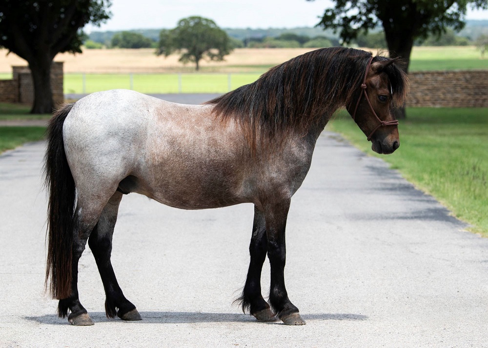 Amigo, a 10-year-old Blue Roan Welsh Pony mare for sale