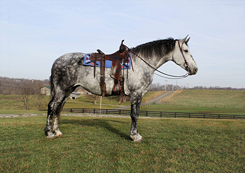 Anita, a 9-year-old Dapple Grey Draft Cross mare for sale