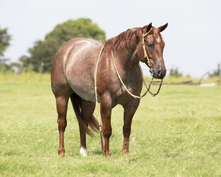 Bandit, a 9-year-old Red Roan American Quarter Horse gelding for sale