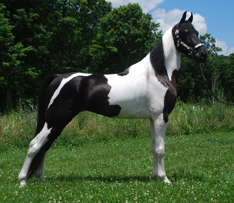 Ali, a 10-year-old Black Tobiano Spotted Saddle Horse gelding for sale
