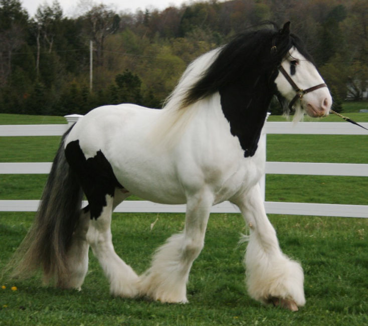 Alex, a 8-year-old Tobiano Gypsy Vanner gelding for sale