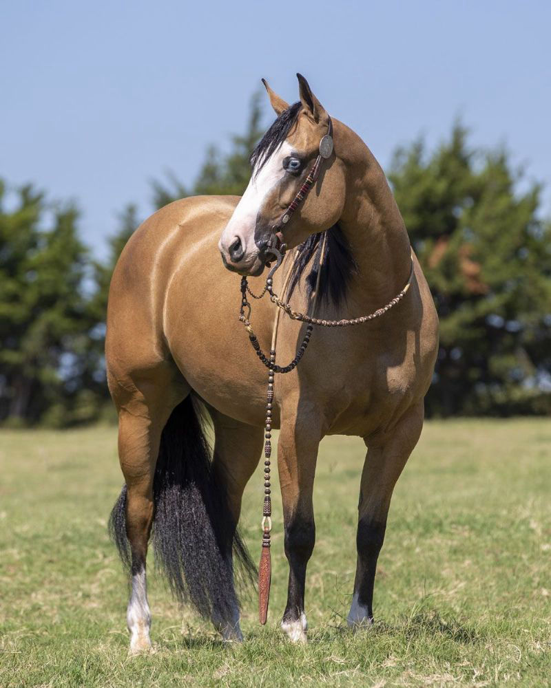 Amber, a 7-year-old Buckskin American Quarter Horse mare for sale