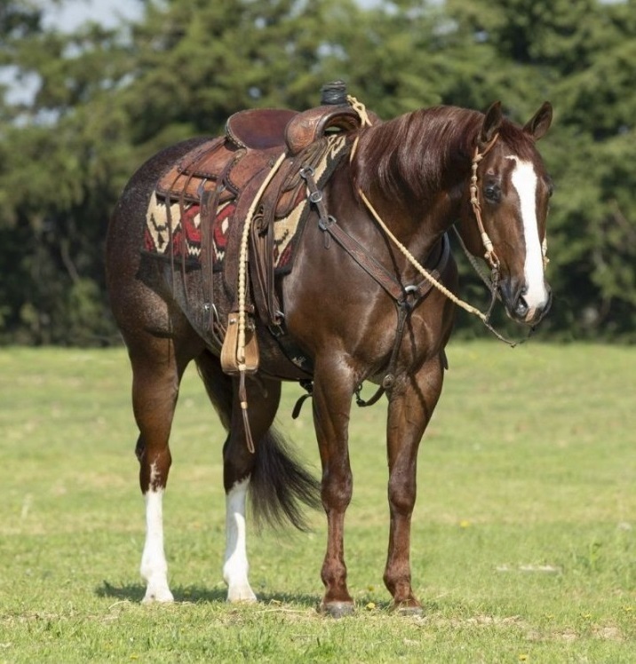 Arrow, a 8-year-old Sorrel Rabicano American Quarter Horse gelding for sale
