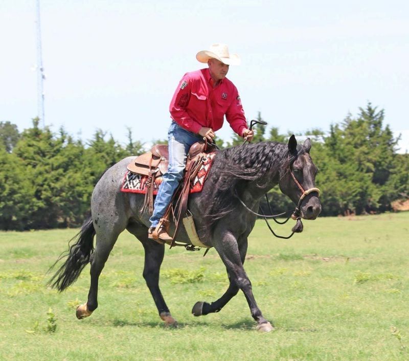 Arnold, a 8-year-old Blue Roan American Quarter Horse gelding for sale