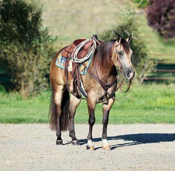 Aiysha, a 7-year-old Dappled Buckskin American Quarter Horse mare for sale