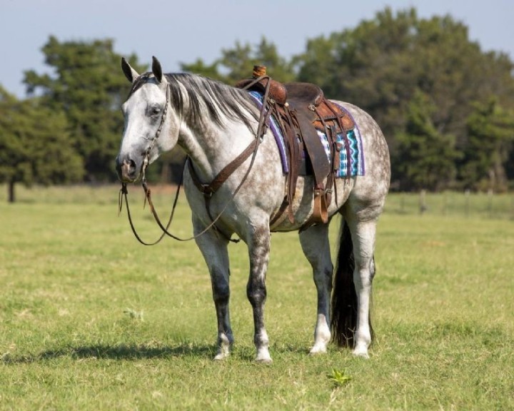Cruiser, a 8-year-old Dappled Gray American Quarter Horse gelding for sale