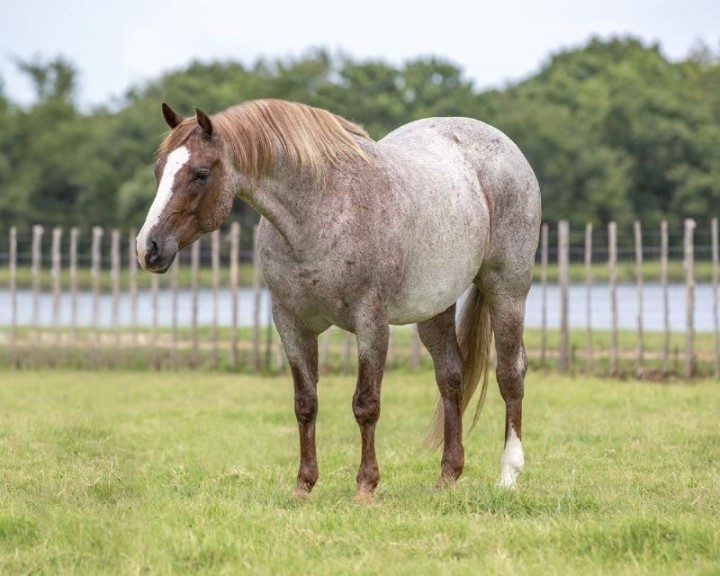 Andy, a 8-year-old Red Roan American Quarter Horse gelding for sale