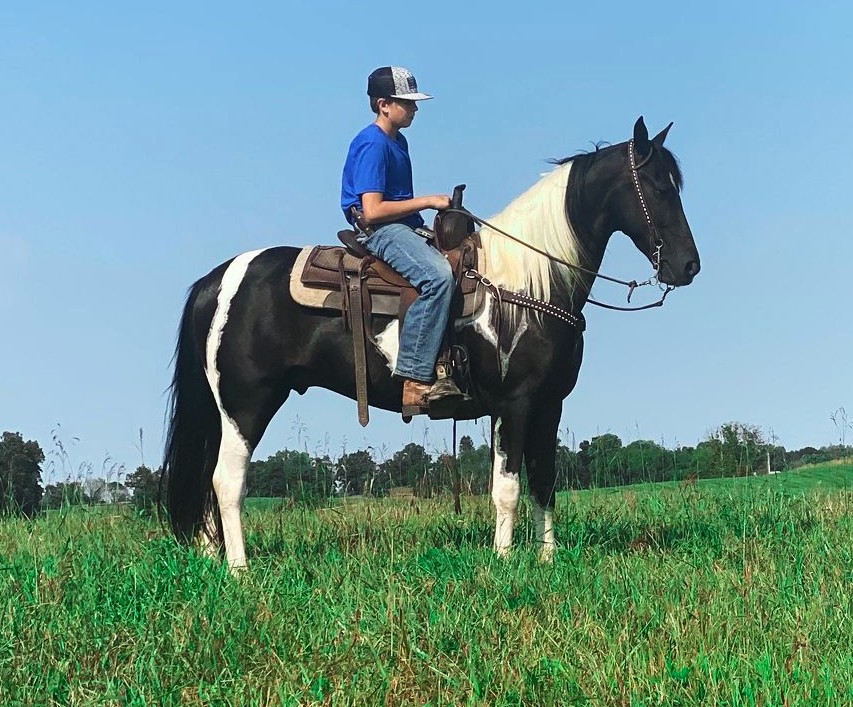 Bandera, a 10-year-old Black Tobiano Spotted Saddle Horse gelding for sale