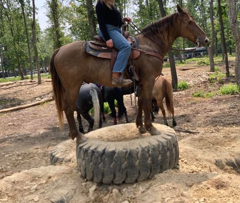 Banjo, a 8-year-old Chocolate Rocky Mountain Horse gelding for sale