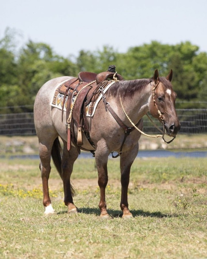 Alibaba, a 7-year-old Red Roan American Quarter Horse gelding for sale