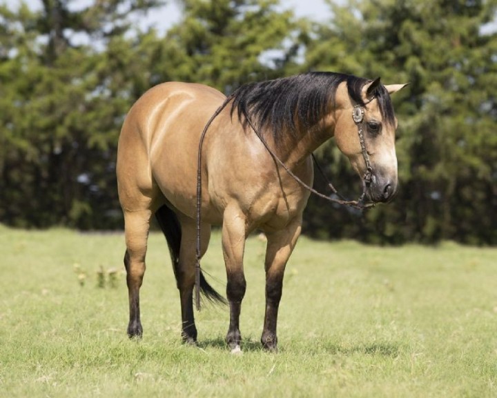 Ajax, a 8-year-old Buckskin American Quarter Horse gelding for sale