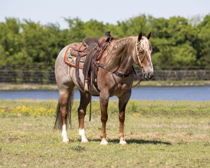 Avenger, a 8-year-old Red Roan American Quarter Horse gelding for sale