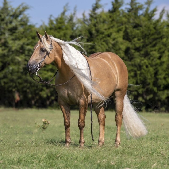 Austin, a 8-year-old Palomino American Quarter Horse gelding for sale